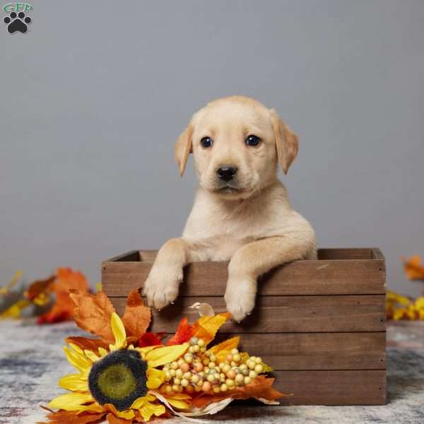 Buddy, Black Labrador Retriever Puppy